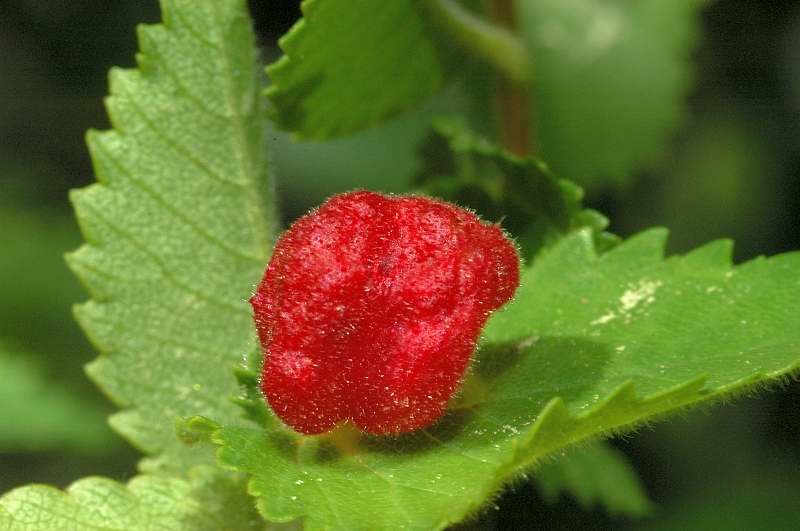 Galla: Tetraneura lanuginosum